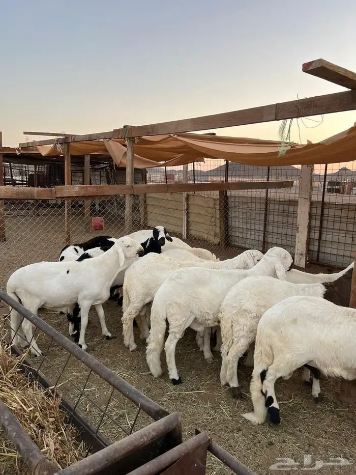 طليان سواكن مرابى فل شحم 0