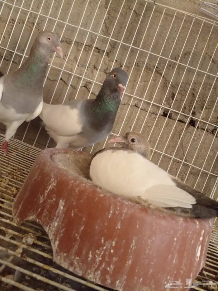 جوز دنش بإنتاجه 2