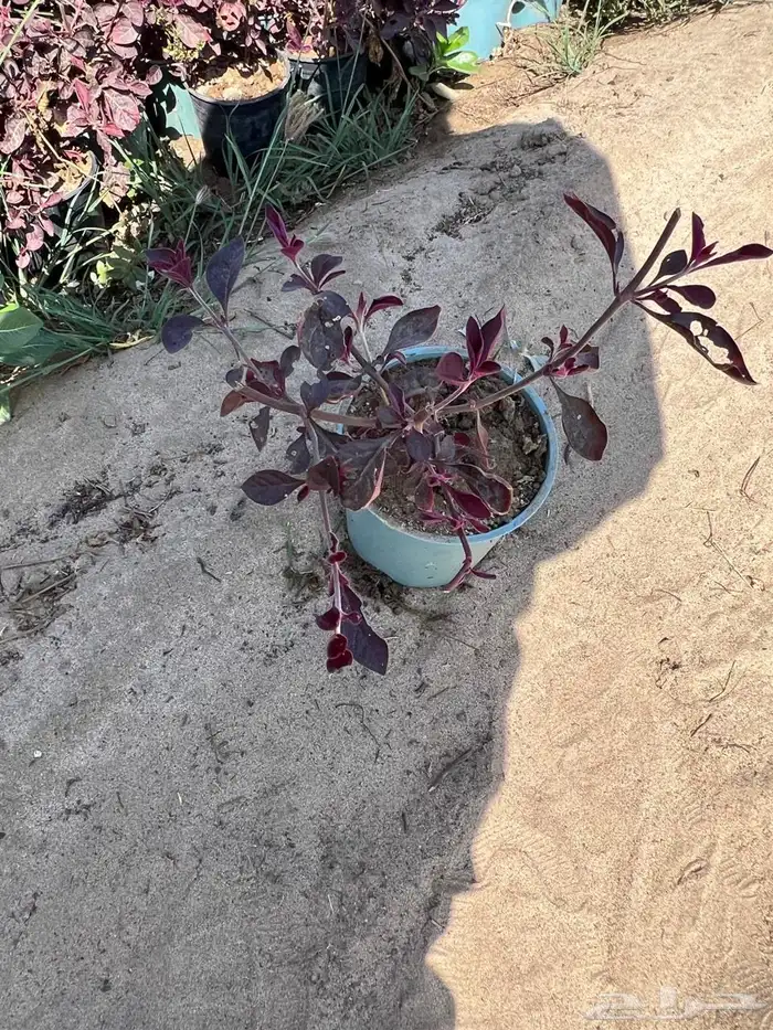 شتلات وأشجار بسعر الجملة 20