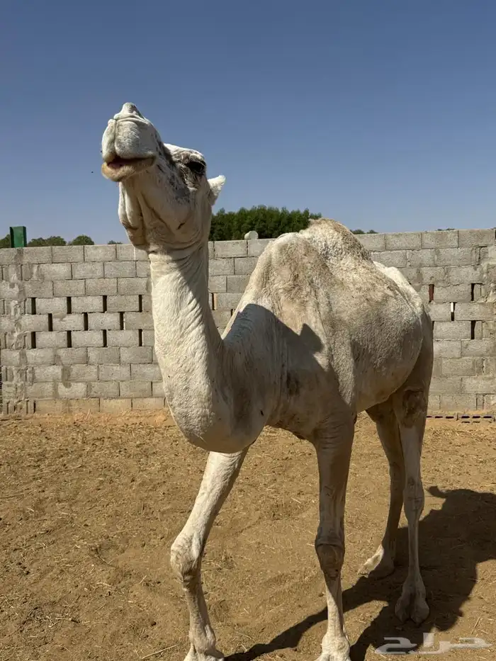 للبيع 4 عشائر 5