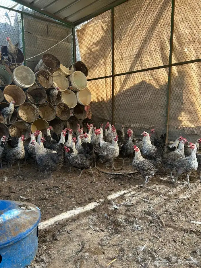 دجاج فيومي شبابي بياض 1