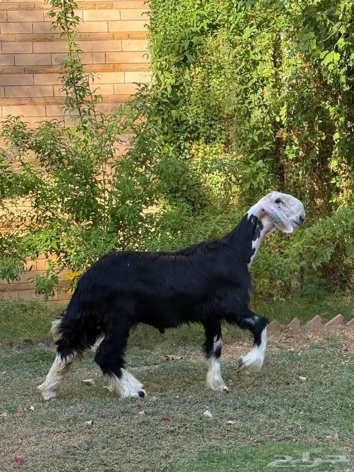 للبيع خروف نجدي 12