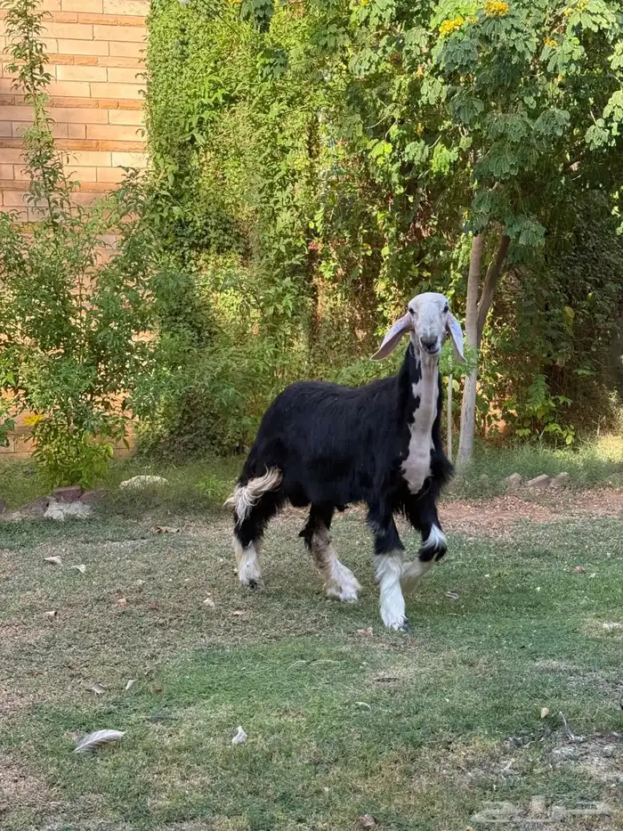 للبيع خروف نجدي 1