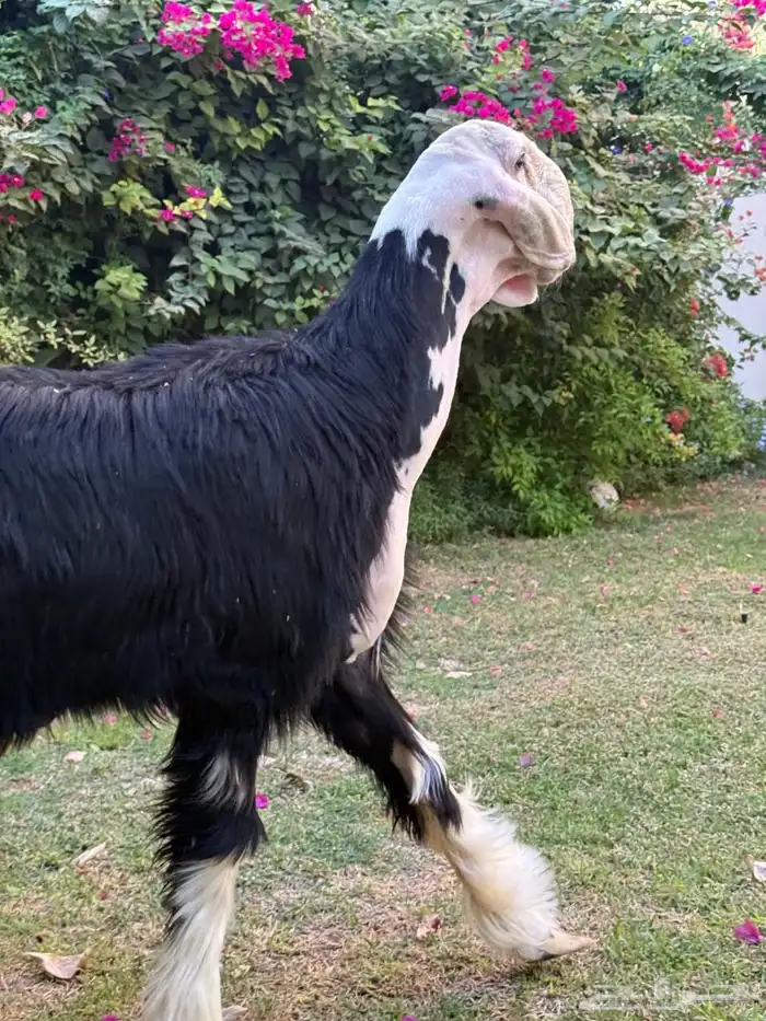 للبيع خروف نجدي 7