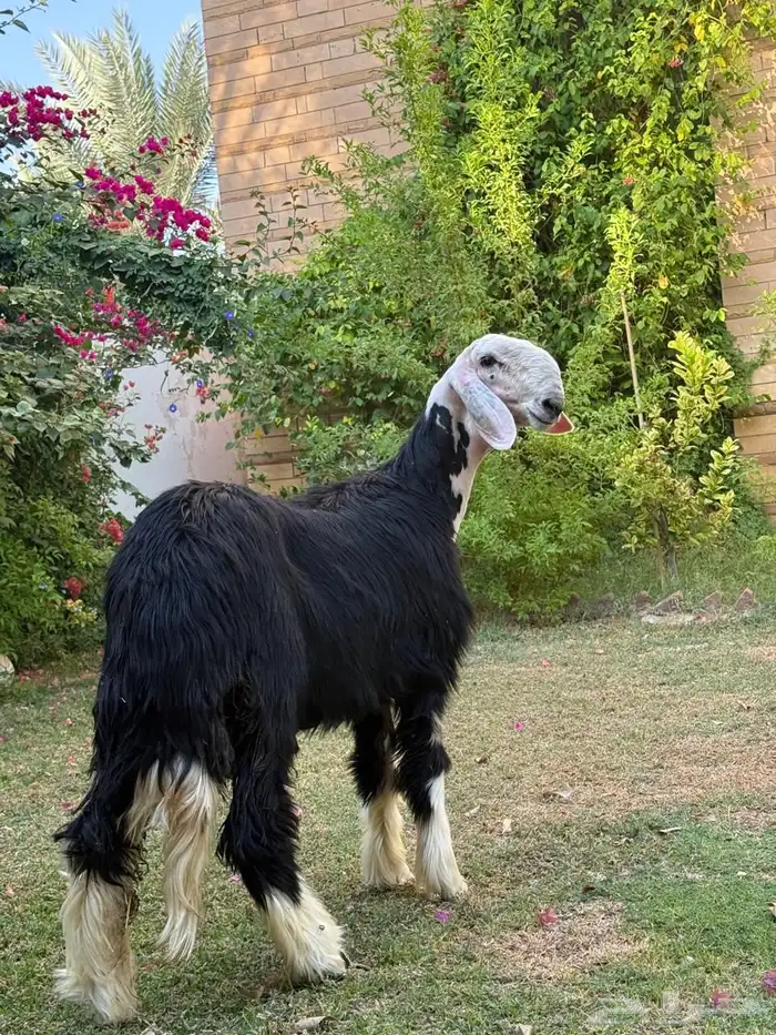 للبيع خروف نجدي 9