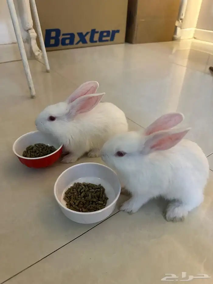 بيع ارنب ذكر وانثى نوع بلدي لونه ابيض 0