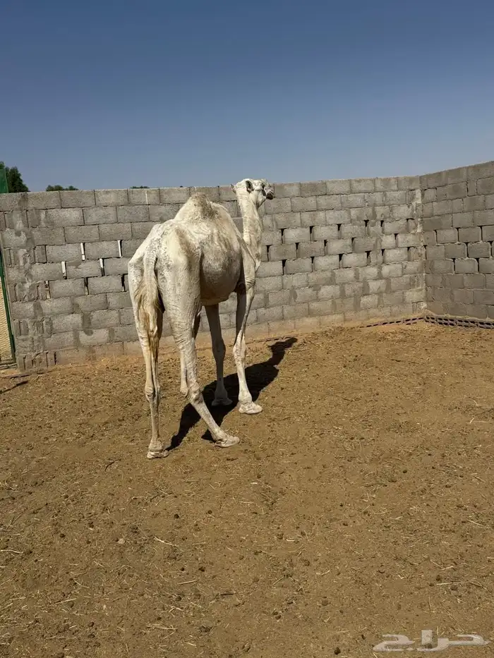 للبيع 4 عشائر 2