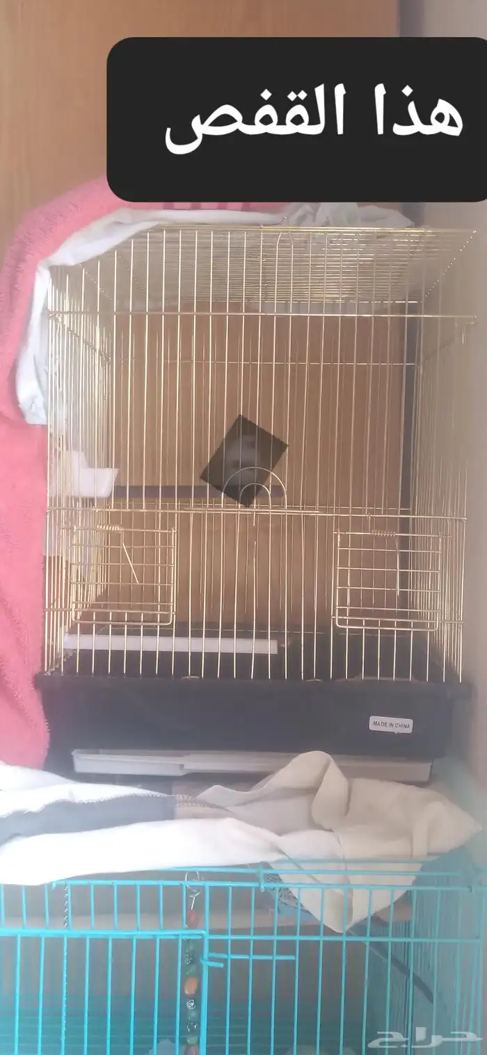 طيور بادجي 4