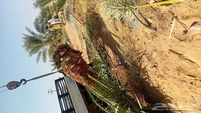 فروخ وجثايث 5
