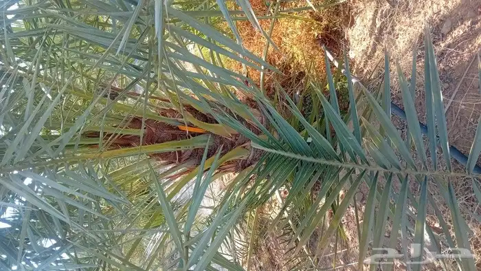 فروخ وجثايث 3