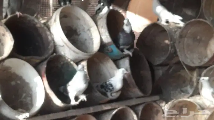 للبيع عشه حمام مشكله 4