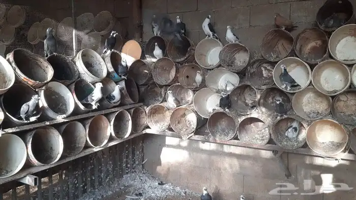 للبيع عشه حمام مشكله 1