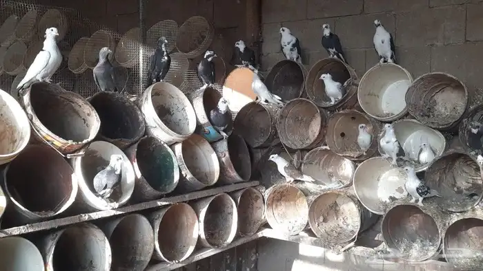 للبيع عشه حمام مشكله 5