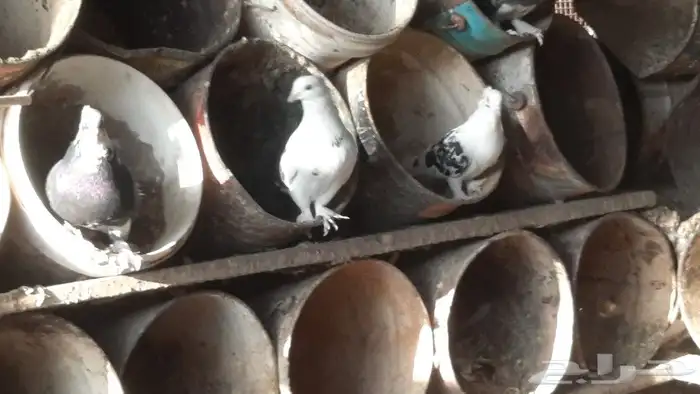 للبيع عشه حمام مشكله 3