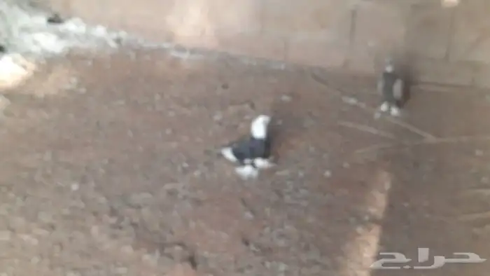 للبيع عشه حمام مشكله 2