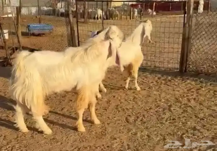 فحول هولندية مشروطة 2