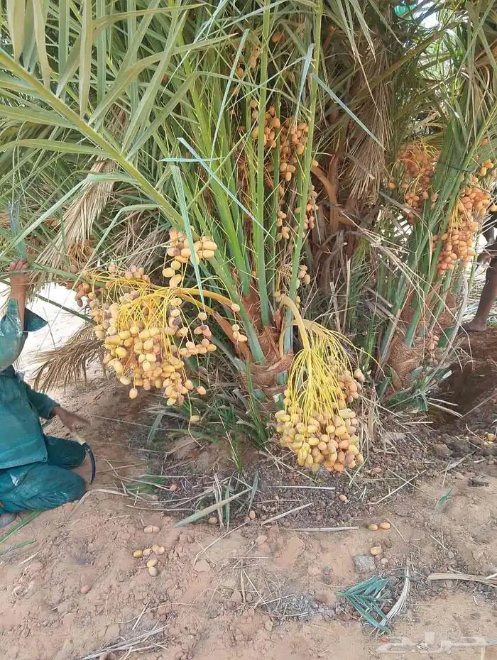 نخيل المجمعه 5