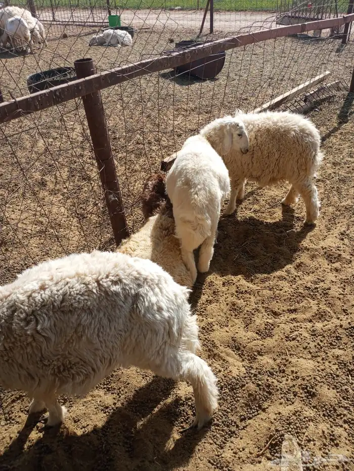 خرفان نعيم وحري 1