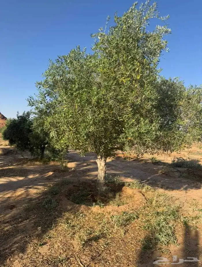 شجر الزيتون احجام مختلفه واشجار السدر والترمناليا 6