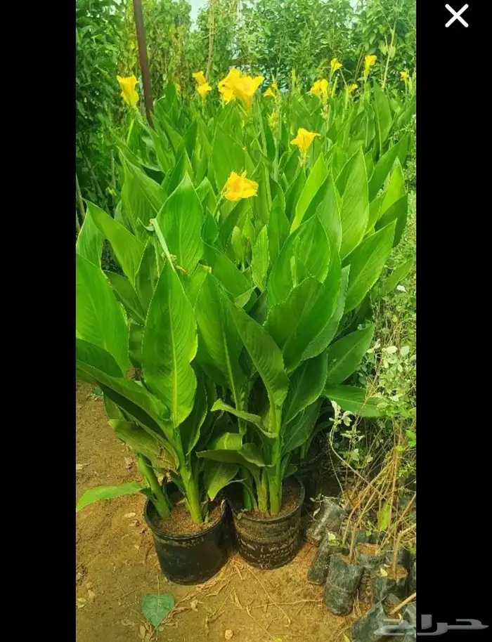 مشاتل حي الملك فهد 8