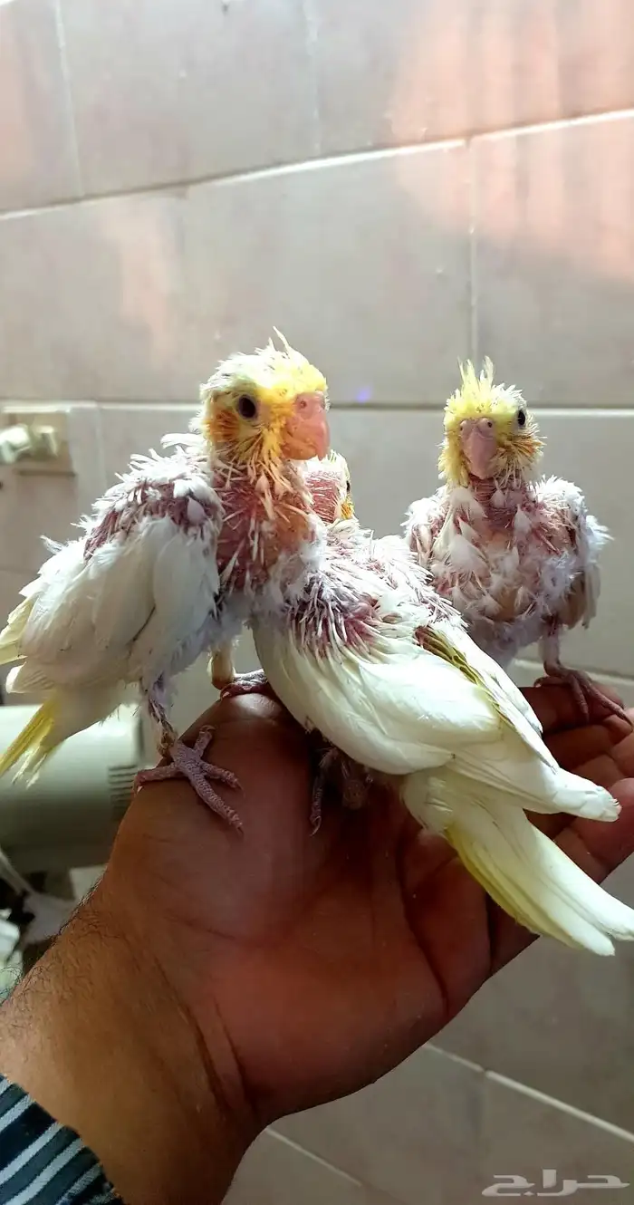 تم البيع فروخ كروان لاتينوا 1