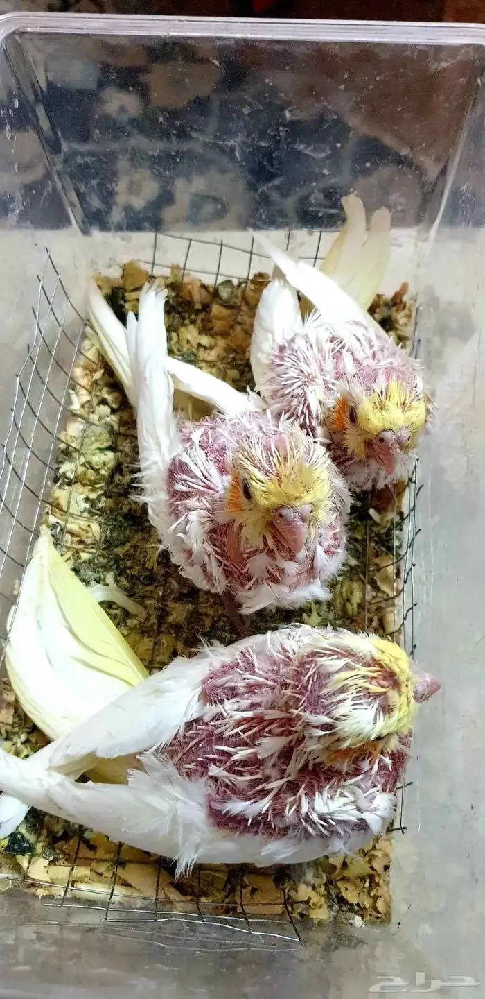 تم البيع فروخ كروان لاتينوا 3