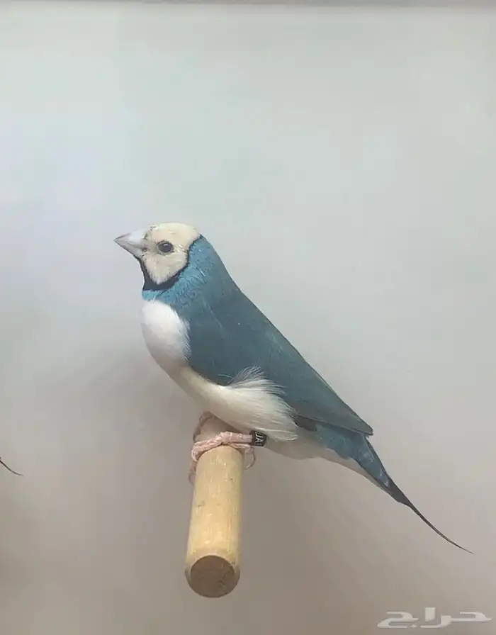 للبيع جوز قولديان فنش بلو 1