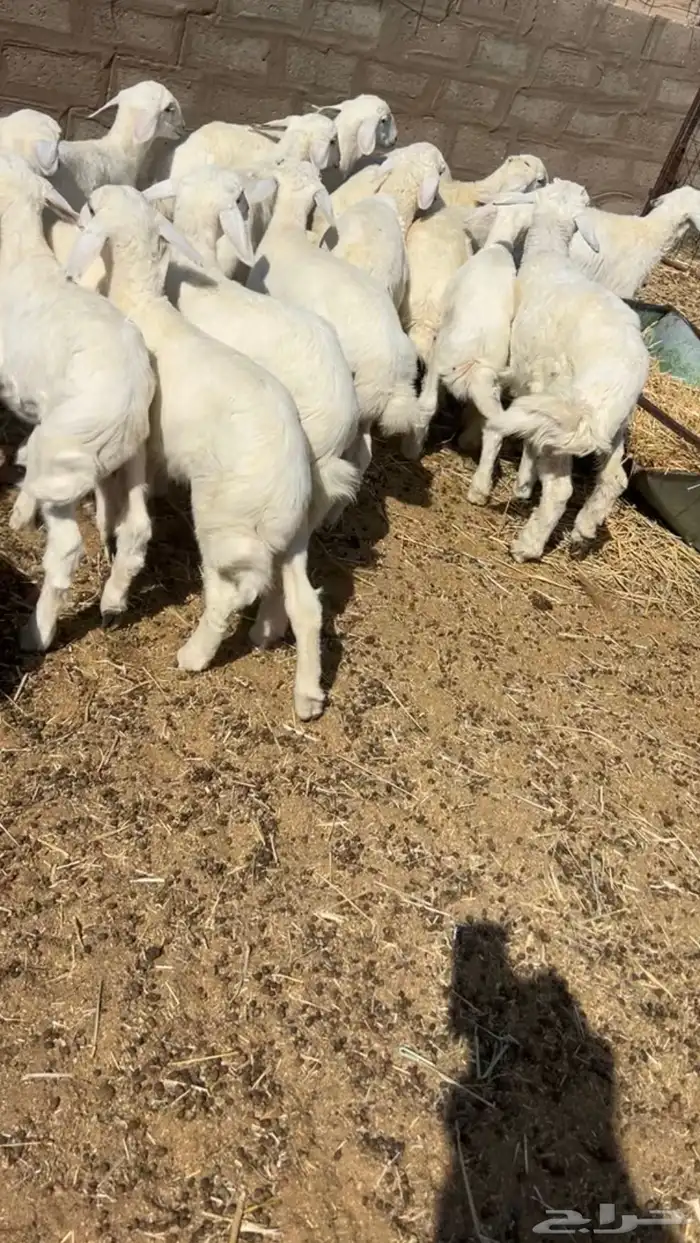 بهم حري مراح نضيف 1