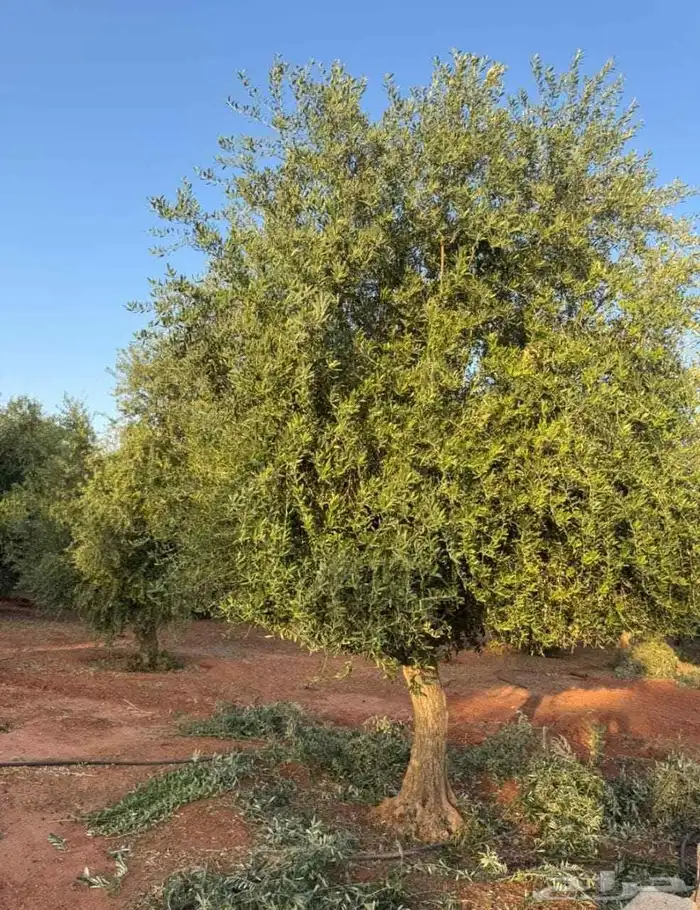 شجر الزيتون احجام مختلفه واشجار السدر والترمناليا 8