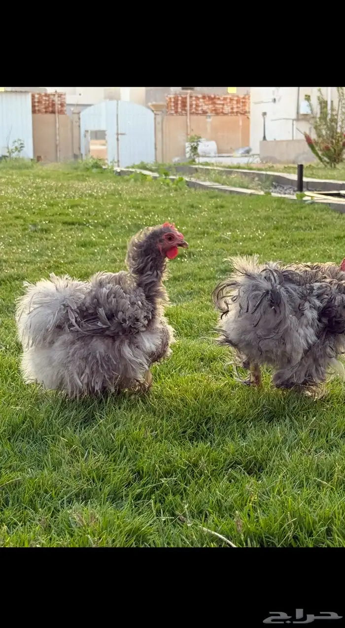 دجاج كوشن مفتل 1
