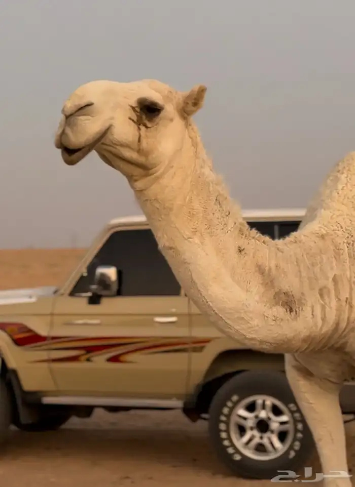 بكره باتليه للبيع تضريبه السنه الجايه 0
