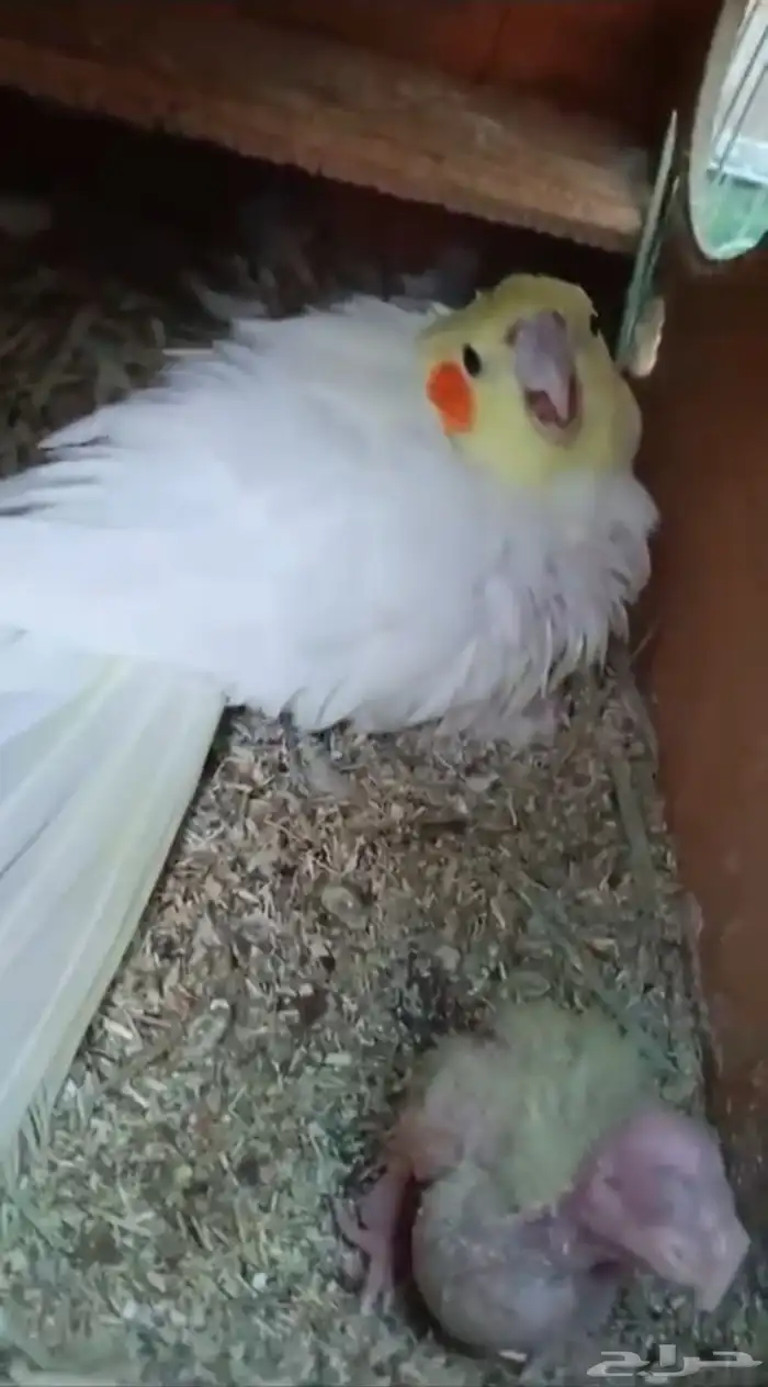 جوز كروان شرط منتج عيون حمر 0