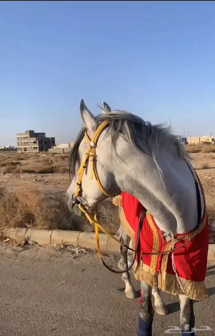 حصان شعبي كفو 2