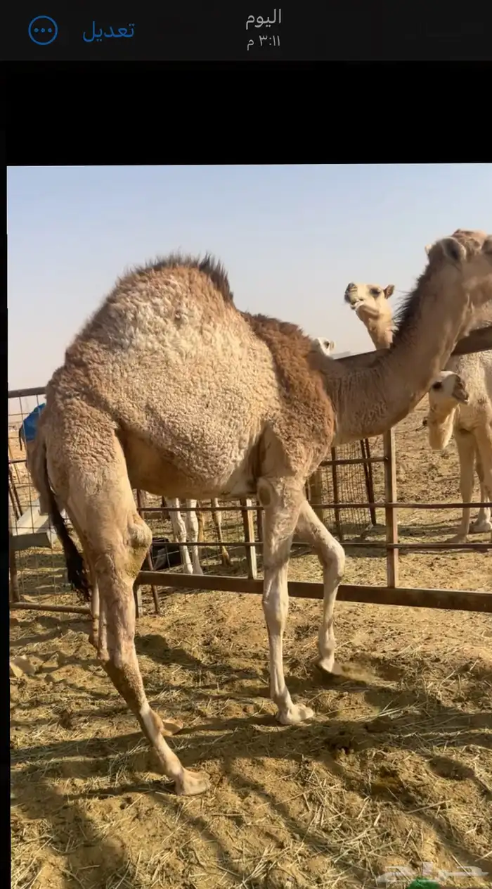 حشو كفوو حليب 0