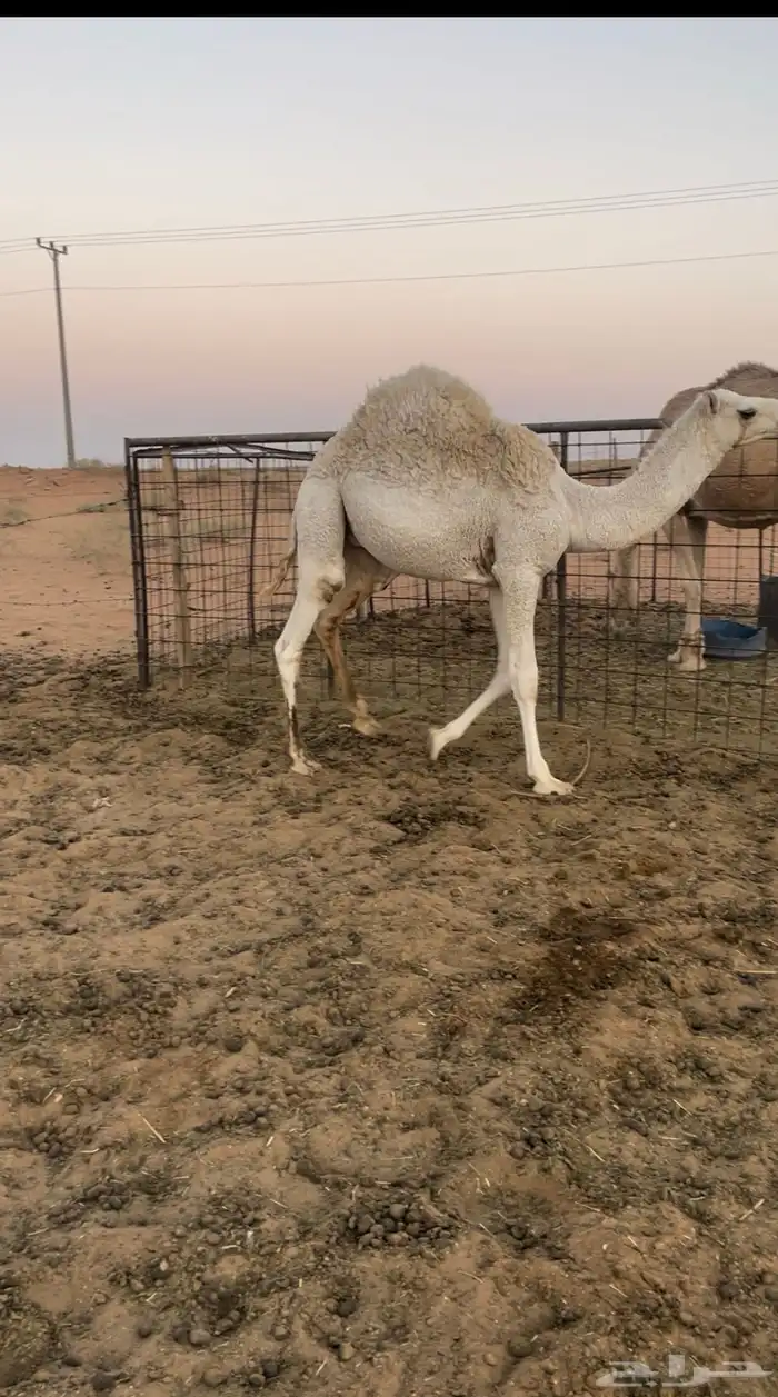 قعود ولد عشره على حليب امه العمر 9 شهور بدون مكعبات 1