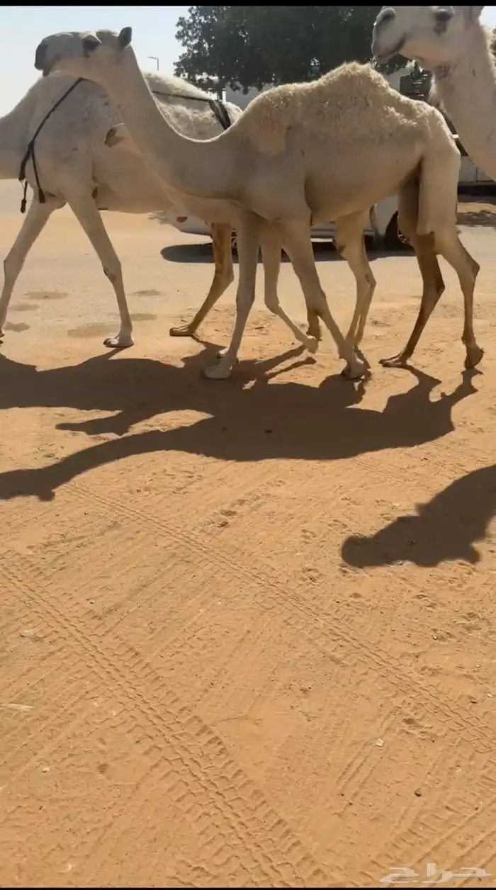 بكره حقه عل ولد مضيم 0