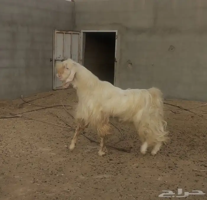 تيس ابيض ابرص 6