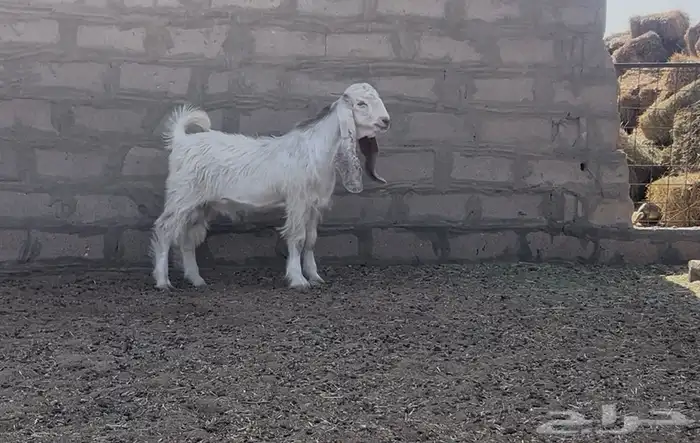 مشروع فحل عارضي كفو 1