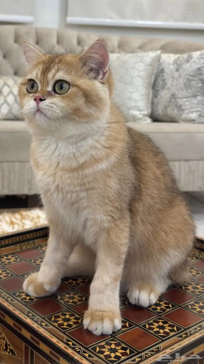 قط بريتش بيور 3