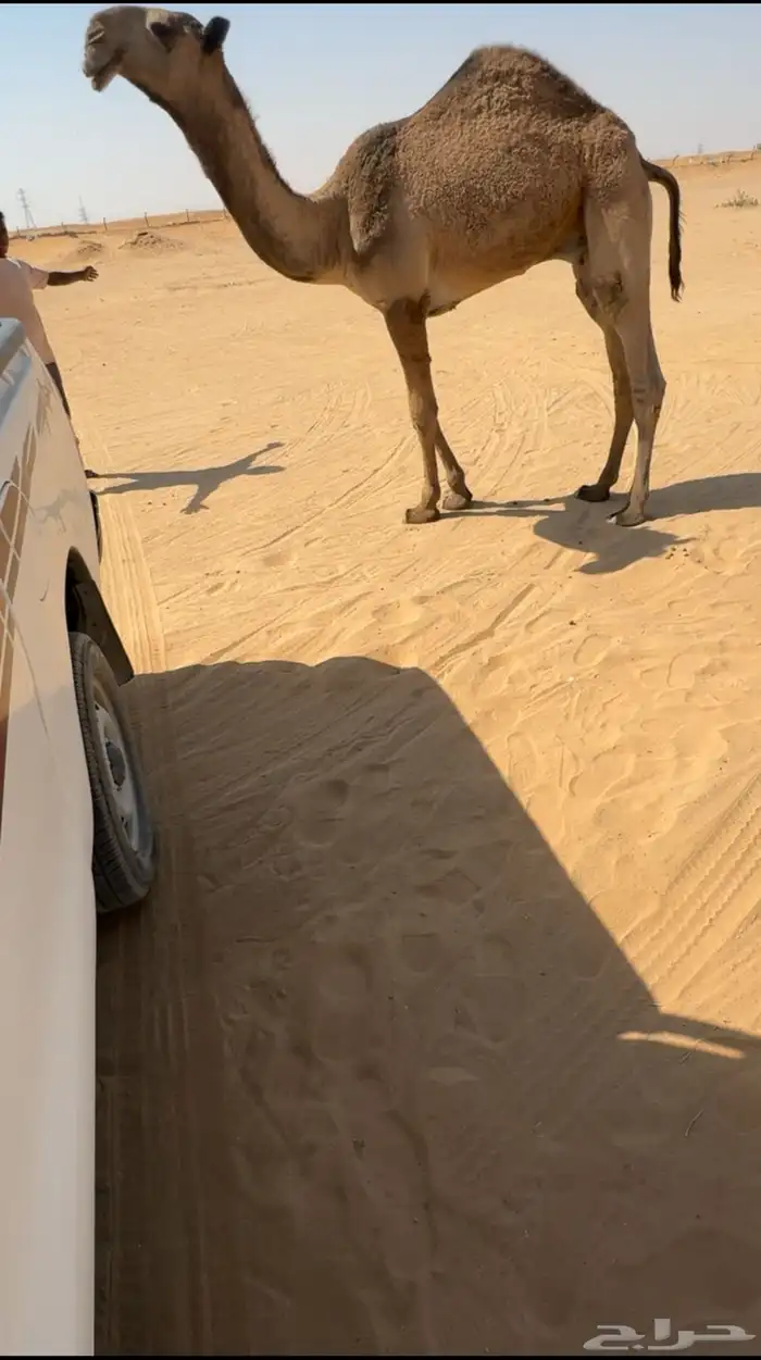 قعود توه دخل حق 0