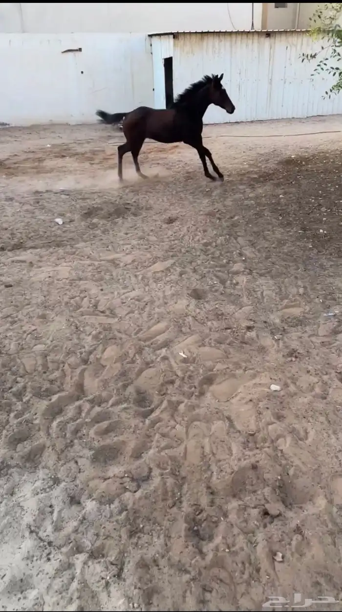 مهره للبيع 0