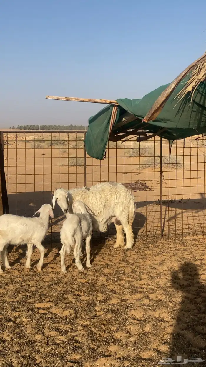 حريه معه خروف ورخل روم وسلم سدس 0