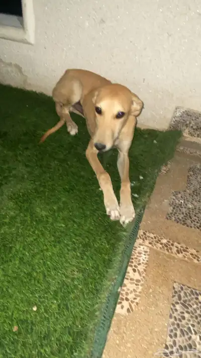 سلقة أصيل ولد أصيل وأبوه ماخذ الأول في قطار index