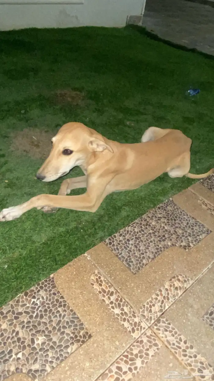 سلقة أصيل ولد أصيل وأبوه ماخذ الأول في قطار 0