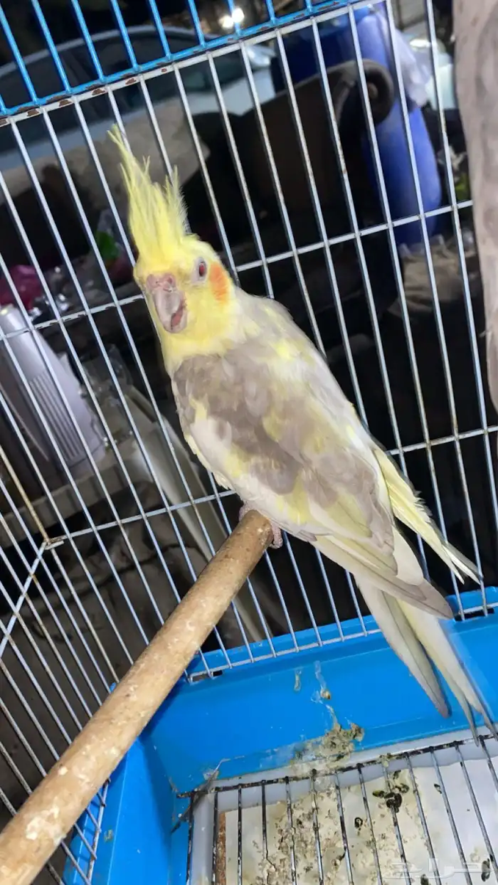 ذكر كروان منتج 2