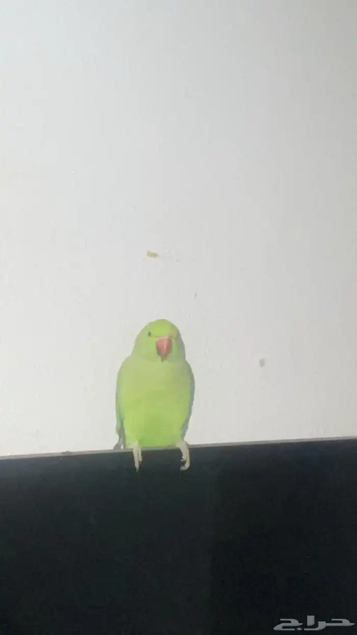 طير دره هندي 1