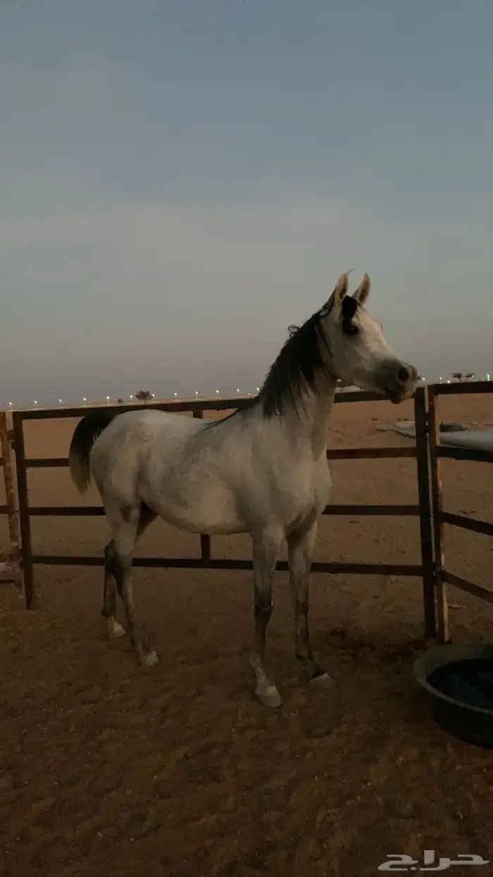 فرس عربيه شعبيه للبيع 2