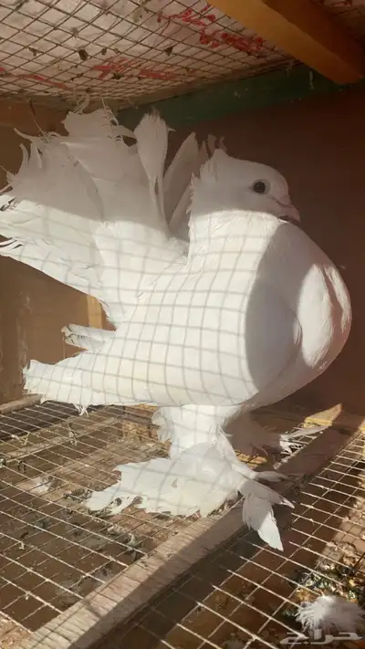 ذكر شماسي هندي 0