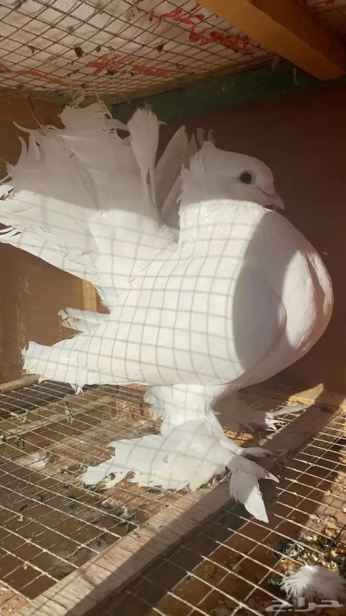 ذكر شماسي هندي 0