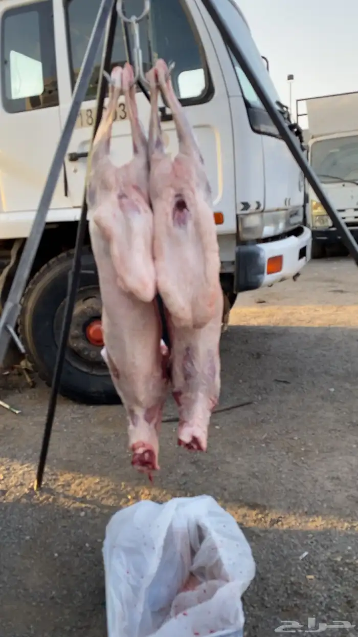 معلم مشاوي مشويات شوي 0